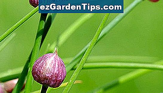 Erba cipollina cresce come piante perenni nel Kansas centrale.