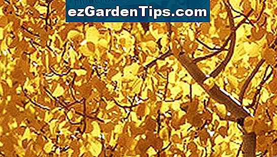 Zitterpappeln ändern sich im Herbst golden.