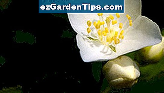 Der Scheinorangenstrauch hat duftende vierblättrige Blüten.