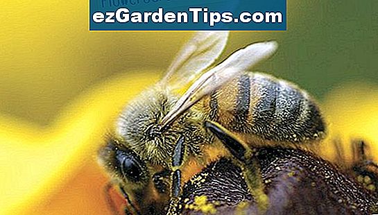 Blumen produzieren Parfüm, um Bienen anzulocken.