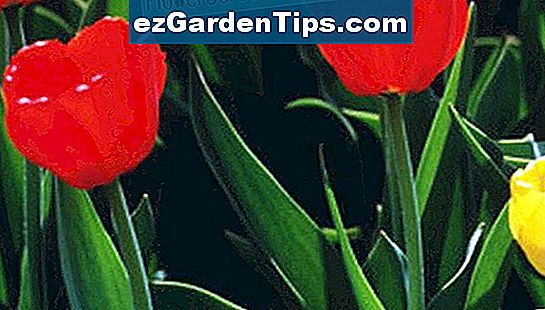 Tulpen zijn een favoriet in de lente in de tuin of als snijbloemen.