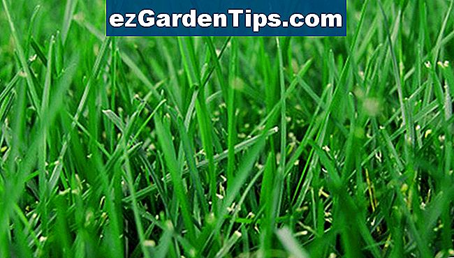 Ein Spindelmäher ist eine umweltfreundliche Option zum Schneiden Ihres Rasens.