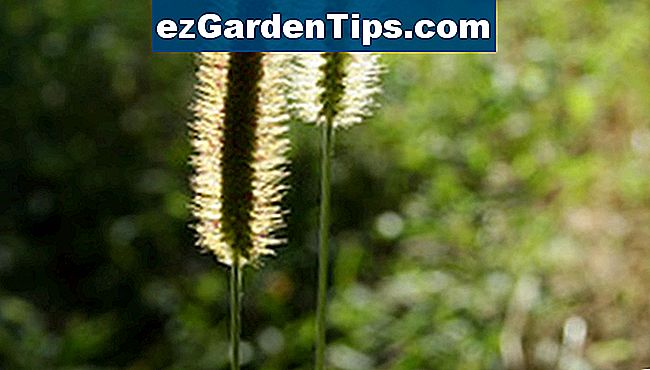 Common Michigan Lawn Weeds 🌱 Tips Jardineros - Es.ezGardenTips.com