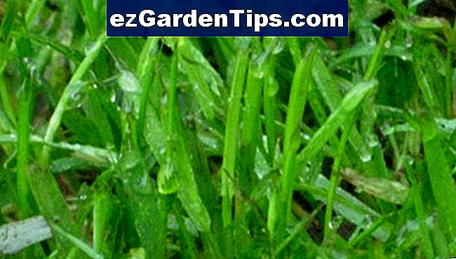 Vlhká tráva může být hnojena opatrně.