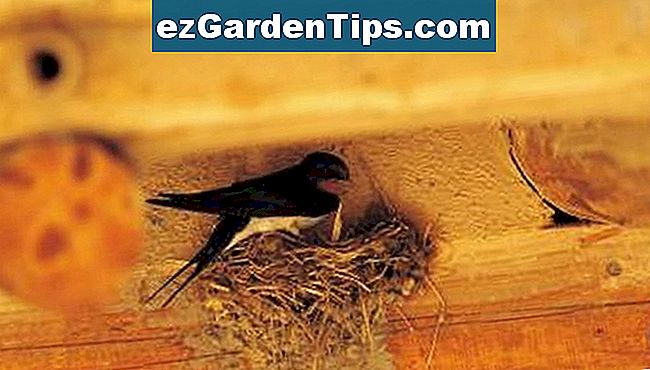Comment empêcher les hirondelles de nids de construction 🌱 Conseils