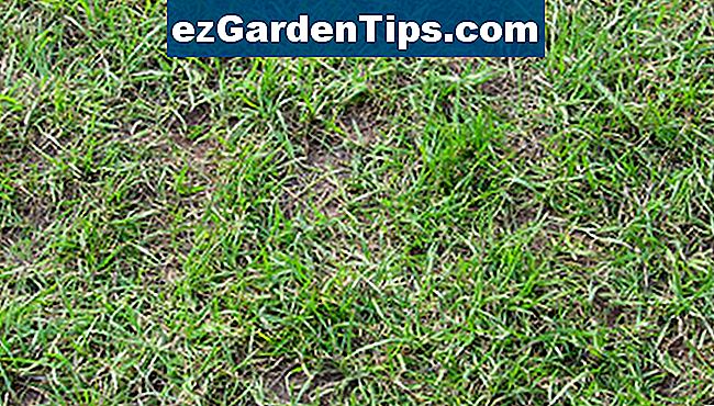 Отглеждайте здрава трева от Бермудска трева от семена.