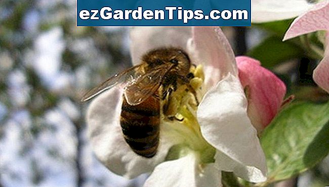 As abelhas são importantes para a polinização das macieiras.