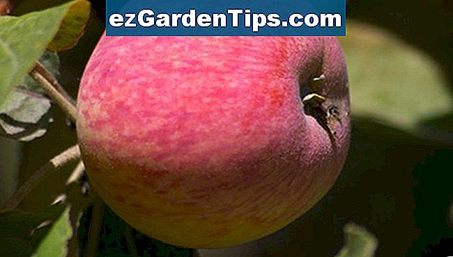 Macieiras semi-anãs produzem frutos dentro de 3 a 4 anos.