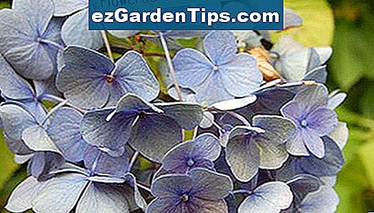 Florile de flori de la Hidrangeia vin în albastru, violet, roz, magenta și alb.