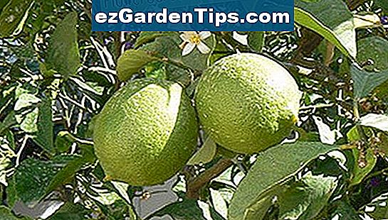 Tailler Citronnier 4 Saisons Perte Feuilles