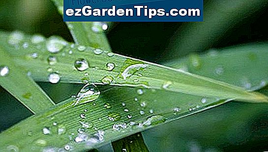 A kertben mindig csapvizet kell használni, ha az Ön területén esővíz túl savas.
