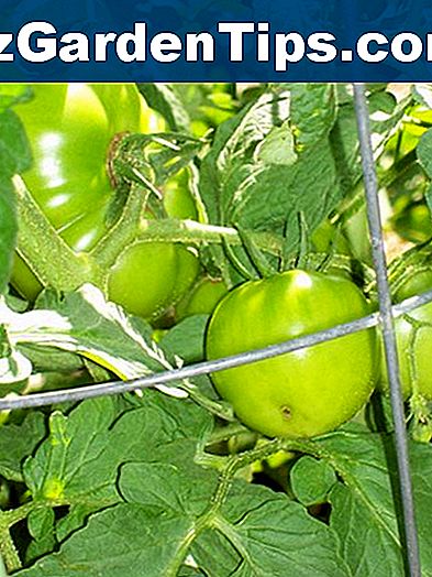 Blattlaus-Kontrolle für Tomatenpflanzen