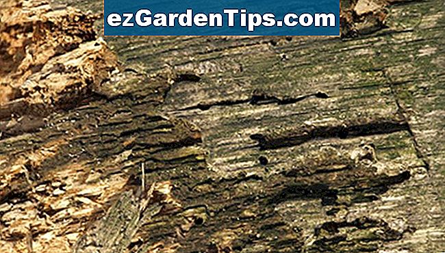 Bora-Care ist eine relativ sichere Methode zur Behandlung von Termiten befallenem Holz.