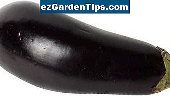 Können Tomaten und Auberginen zusammen gepflanzt werden? 🌱 Tipps