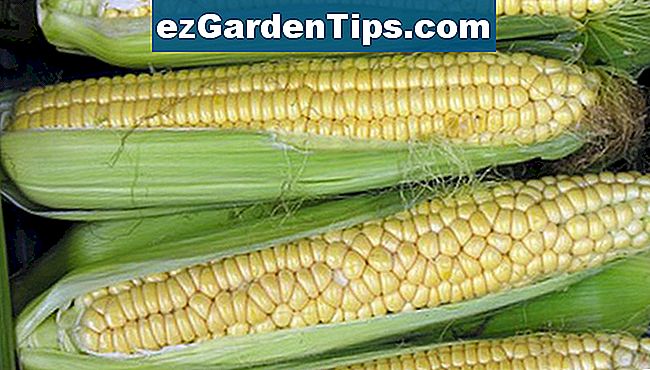 Was Ist Der Unterschied Zwischen Futtermais Und Zuckermais de.ezgardentips.com