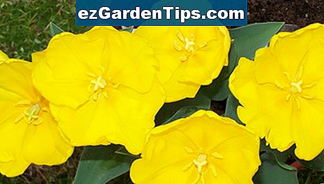 Verschiedene Arten von Boden 🌱 Tipps Gärtner