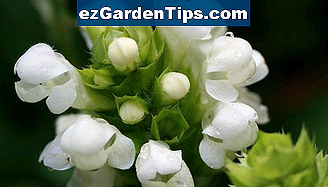 Prunella vulgaris ir plaši pazīstams kā pašdziedinošs augs.