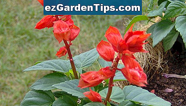 Cómo germinar semillas de Salvia 🌱 Tips Jardineros - Es.ezGardenTips.com
