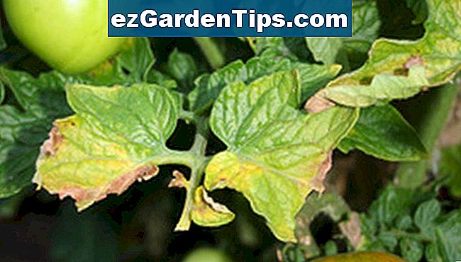 Las plantas de tomate pueden sufrir de una serie de diferentes gusanos verdes.