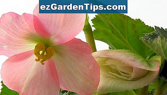 Le begonie ad ala d'angolo possono essere trovate in rosa, corallo, bianco e rosso.