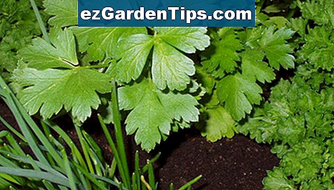 Wie man eine ArtemisiaPflanze anbaut und vermehrt 🌱 Tipps Gärtner De