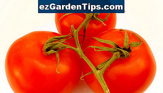 Cuanto Tarda El Tomate Cherry En Dar Frutos