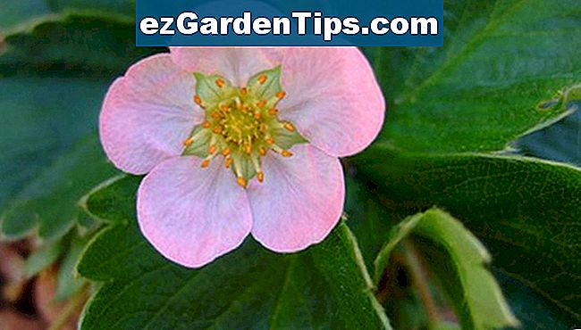 Le piante di fragola producono fiori distintivi prima della crescita della bacca.
