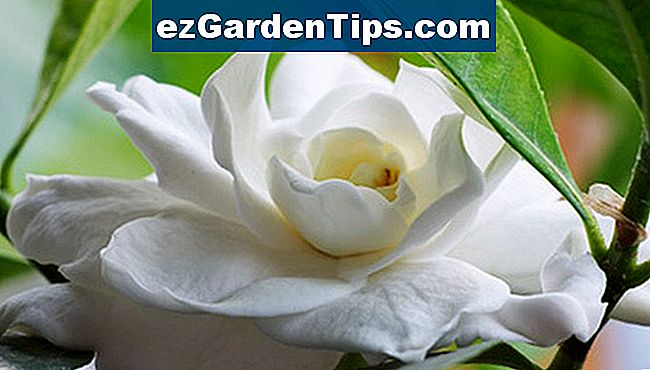 Gardenia potrzebują intensywnej opieki, aby rozkwitać przez cały rok.