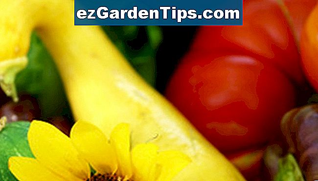 Dobrze zaprojektowany ogród warzywny może przynieść kwiaty i zioła, a także warzywa.