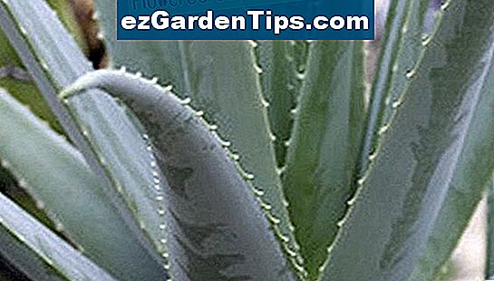 Aloe planter er 95 prosent vann.