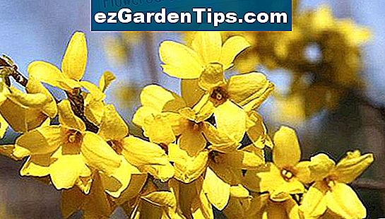 Forsythia flores xeralmente duran dúas a tres semanas.