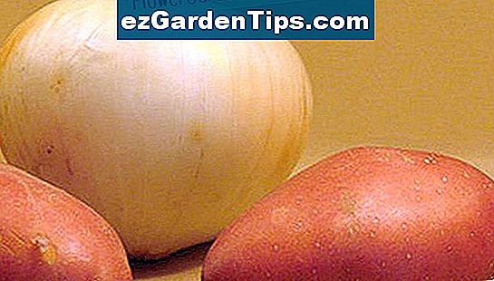 Kartupeļus un sīpolus parasti neaudzē no sēklām, tāpat kā lielāko daļu dārzeņu.