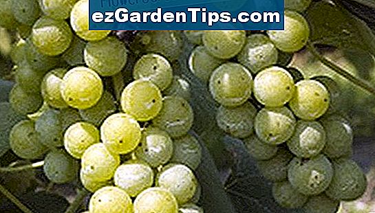 L'uva è altamente velenosa per i cani, in grado di causare un'insufficienza epatica molto rapidamente.