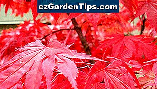 Pro zajištění maximální zbarvení listů v javorech je nutná správná výživa.