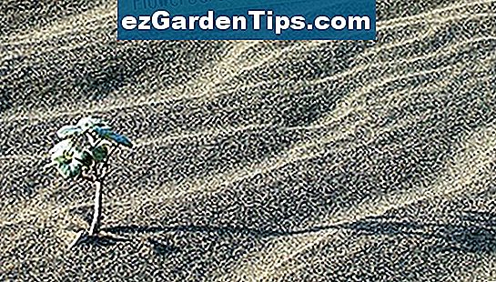 Die Eigenschaften von sandigen Böden 🌱 Tipps Gärtner