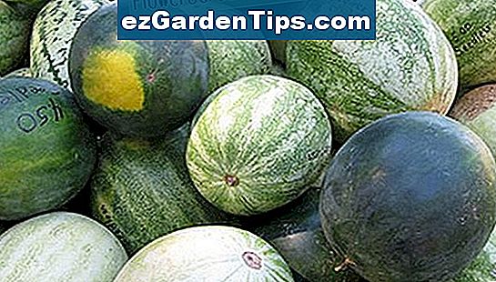 Traccia le fasi delle tue piante di anguria.