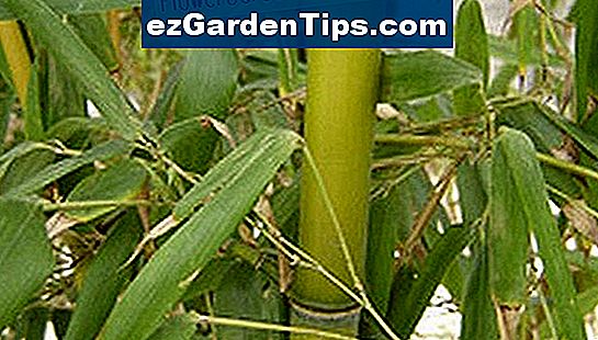 Quais herbicidas matarão o bambu? 🌱 Dicas Jardineiros - Pt.ezGardenTips.com