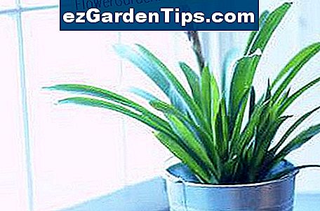 Was tun über braune Flecken auf Zimmerpflanzen 🌱 Tipps Gärtner De