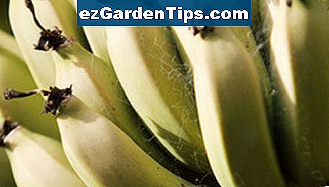 Bananen wachsen im Schatten großer Blätter in wärmeren Teilen Australiens.