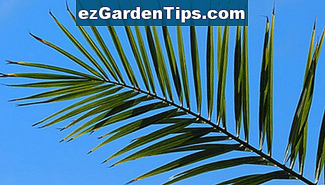 Wie für Pygmy Dattelpalmen Pflege 🌱 Tipps Gärtner