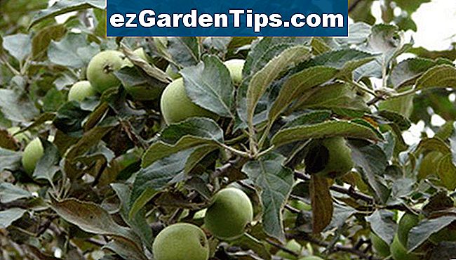 Wie man Obstbäume durch die Blätter identifiziert 🌱 Tipps Gärtner De