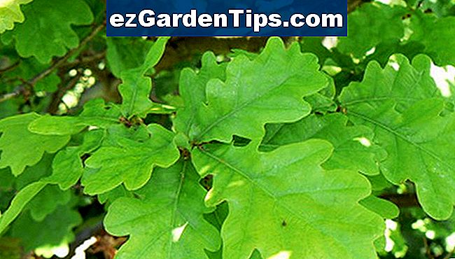 Как да идентифицирате видове дъбови дървета 🌱 Съвети Градинари - Bg ...