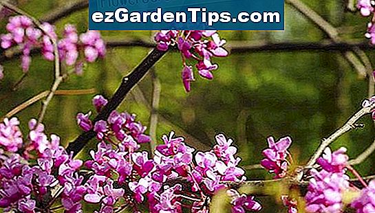 Les fleurs de Redbud sont des hérautes du printemps tout au long de leur gamme native.