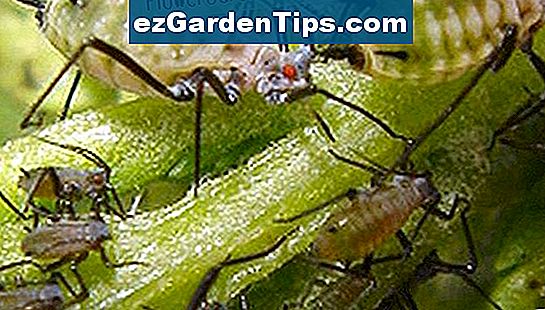 Gli afidi sono voraci parassiti di insetti che attaccano gli agrumi.