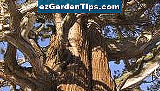 Door de lange bast van ponderosa pine kan de boom bestand zijn tegen bosbranden.