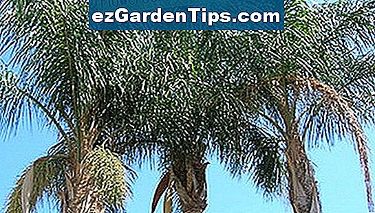 Queen Palm Tree Diseases 🌱 Tips Tuinders - Nl.ezGardenTips.com