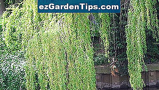 Racines Du Saule Pleureur