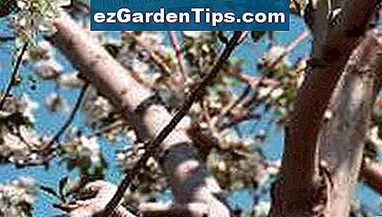 Wann tragen Kirschbäume Früchte? 🌱 Tipps Gärtner